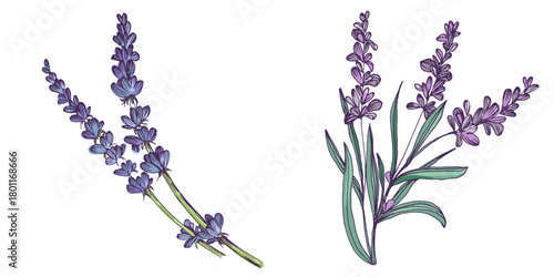 Lavender flowers elements. Collection of lavender flowers on a white background. Vector illustration flower. Vintage botanical drawing of French Lavender. Blossomed lavender.
