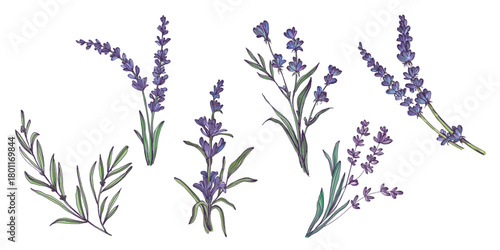 Lavender flowers elements. Collection of lavender flowers on a white background. Vector illustration flower. Vintage botanical drawing of French Lavender. Blossomed lavender.