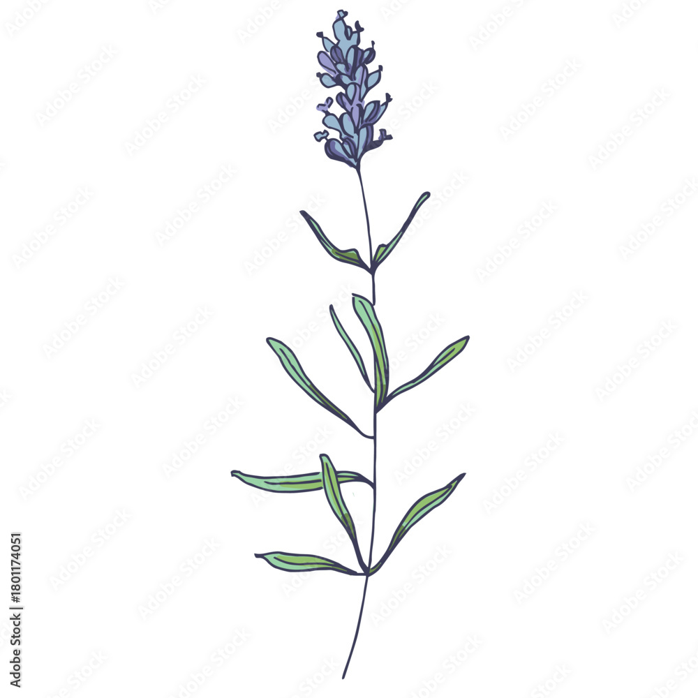 Fototapeta premium Lavender flowers elements. Collection of lavender flowers on a white background. Vector illustration flower. Vintage botanical drawing of French Lavender. Blossomed lavender.