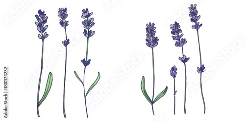 Lavender flowers elements. Collection of lavender flowers on a white background. Vector illustration flower. Vintage botanical drawing of French Lavender. Blossomed lavender.