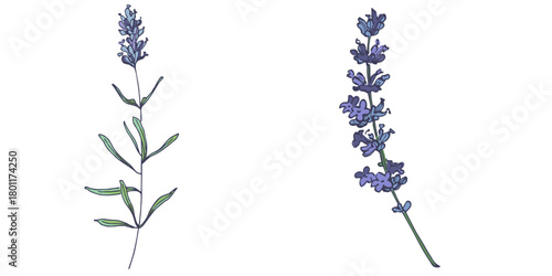 Lavender flowers elements. Collection of lavender flowers on a white background. Vector illustration flower. Vintage botanical drawing of French Lavender. Blossomed lavender.