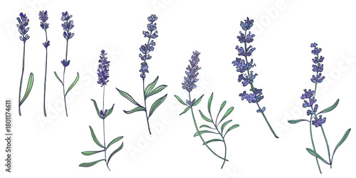 Lavender flowers elements. Collection of lavender flowers on a white background. Vector illustration flower. Vintage botanical drawing of French Lavender. Blossomed lavender.