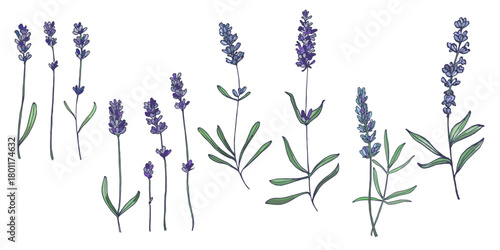 Lavender flowers elements. Collection of lavender flowers on a white background. Vector illustration flower. Vintage botanical drawing of French Lavender. Blossomed lavender.