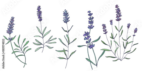 Lavender flowers elements. Collection of lavender flowers on a white background. Vector illustration flower. Vintage botanical drawing of French Lavender. Blossomed lavender.