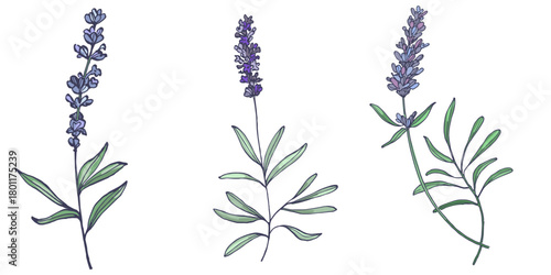 Lavender flowers elements. Collection of lavender flowers on a white background. Vector illustration flower. Vintage botanical drawing of French Lavender. Blossomed lavender.