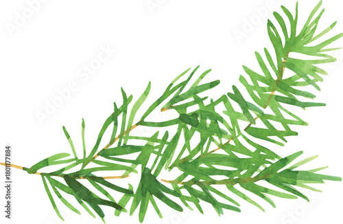 Watercolor Green Pine Branch Sprig