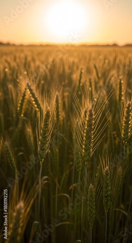 A golden field of wheat illuminated by the warm glow of a setting sun, creating a peaceful and picturesque rural landscape scene