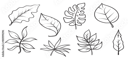 Hojas vector illustration.