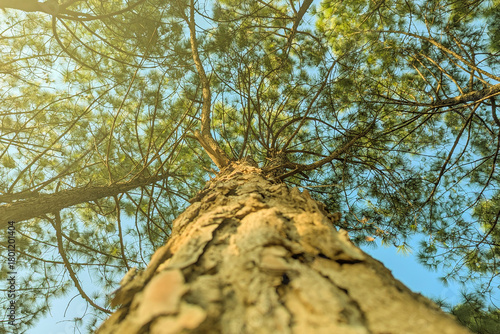 Fotografie Close up of Longleaf pine branches just growing on a large, Longleaf pine forest in southern Virginia, Slender rows of trees