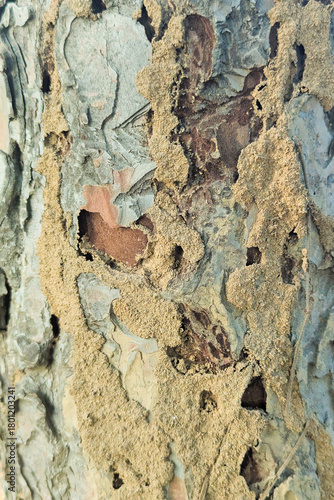termite green tree, Termites​ Nest​ on​ Rubber​ Tree​ Surface. beautiful pattern, rough texture, nest all over the tree, phylum	Arthropoda, class Insect, termites feed mostly on garbage, mostly wood, 