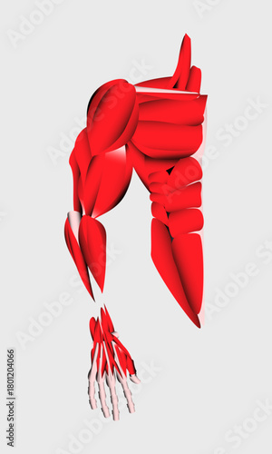 Human Anatomy illustration