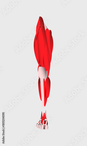 Human Anatomy illustration