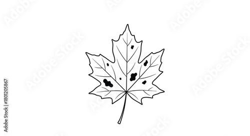 Detailed black and white outline drawing of a maple leaf featuring slight imperfections and darkened spots for artistic depth.