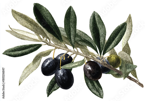 Vintage Olive Branch with Black Olives and Detailed Leaves Illustration