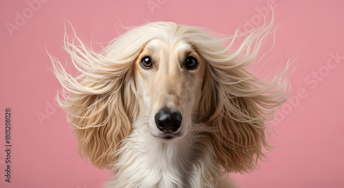 Dynamic portrait of a majestic long-haired sighthound with flowing blonde fur, captured in motion against a soft pink backdrop, highlighting its elegant features and graceful demeanor