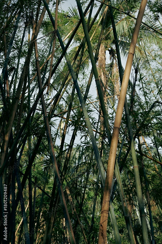 Fototapeta premium trees in the forest