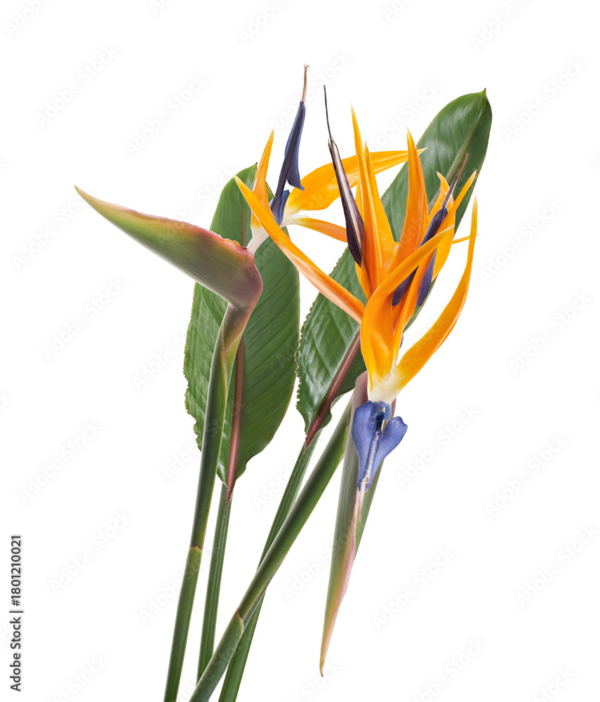 Obraz premium Bird of paradise (Strelitzia reginae) isolated on white background with clipping path