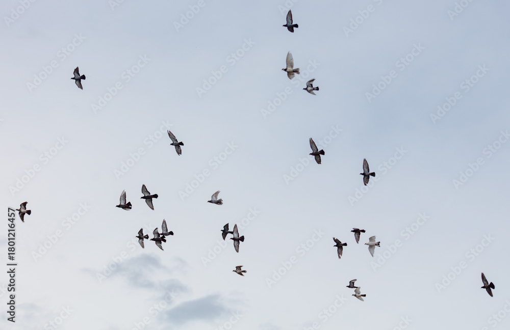 Fototapeta premium A flock of birds flying in the sky