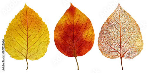Three autumn leaves displaying a spectrum of fall colors from yellow to red to brown