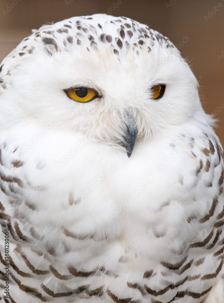 Fototapeta premium A white owl with yellow eyes
