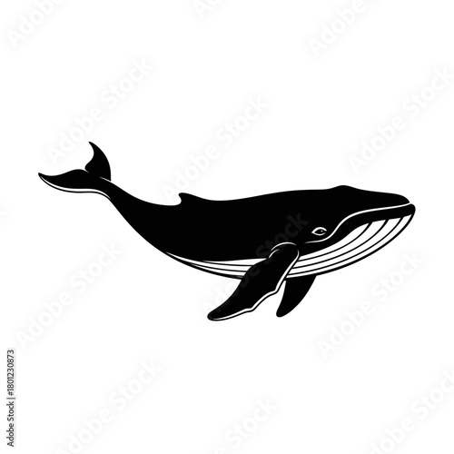 Whale illustration black and white vector graphic design ocean animal sea life marine mammal drawing clipart