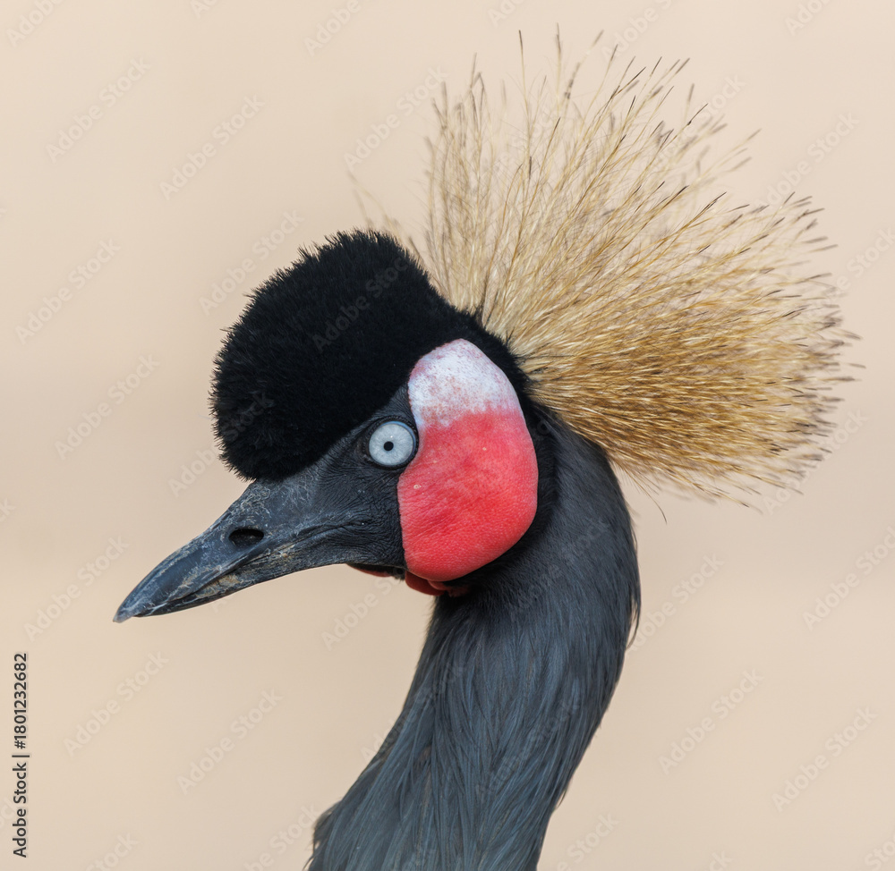 Naklejka premium A bird with a black beak and a red and white head