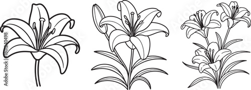Set of Lily Flower Line Art Illustration, Coloring Book Page Line Art Drawing