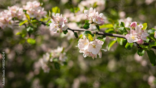 Wallpaper Mural Springtime blossom branches with delicate pink flowers and lush green leaves Torontodigital.ca