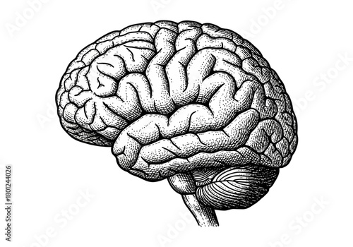Vintage Human Brain Anatomy Engraving – Detailed Medical Science Illustration