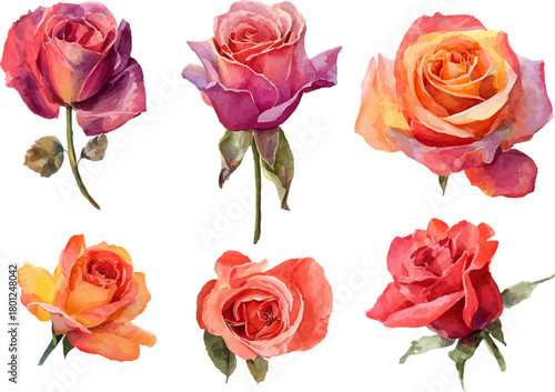 watercolor set of red roses
