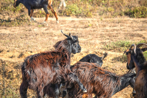 Obraz na plátně Mating or sex goats