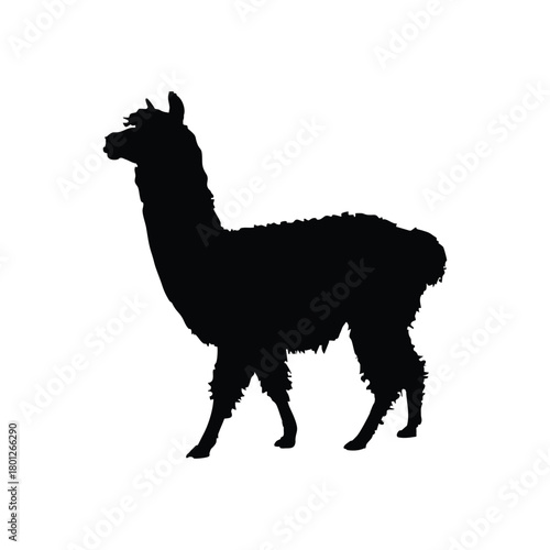 Solid black llama silhouette vector illustration