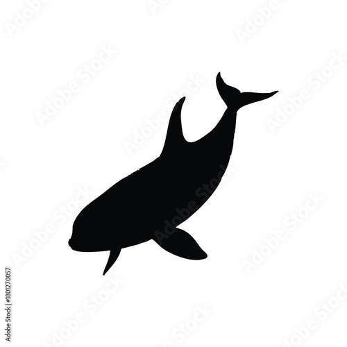 silhouette image of a black orca