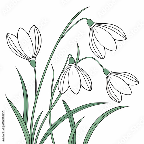 Delicate line art illustration of white snowdrop flowers with green stems and leaves on a white background
