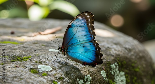 Close-up of a vibrant blue butterfly resting on a textured rock surface in a natural outdoor setting