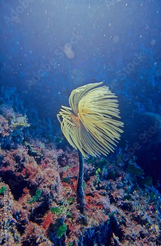 Sabella spallanzanii