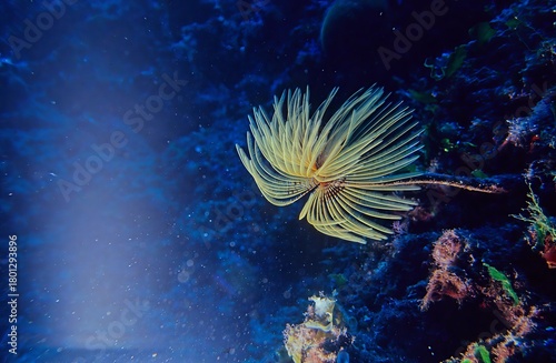 Sabella spallanzanii