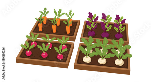 Overhead view of raised garden beds showcasing healthy carrots radishes beets and turnips growing, illustrating home gardening.