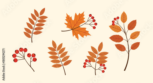 Beautiful collection of various autumn leaves and berry branches in warm fall colors, perfect for seasonal designs and Thanksgiving themes.