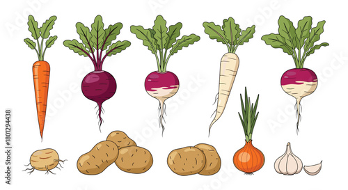 Comprehensive collection of fresh root vegetables including carrots beets turnips parsnips onions garlic and potatoes for healthy eating.