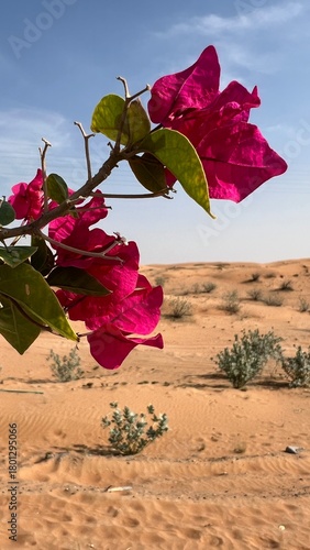 Canvastavla bright pink blooming flower in the desert