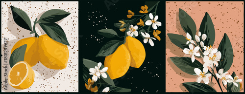 Illustrazione vettoriale trittico di limoni maturi, foglie verdi e fiori bianchi di agrume su sfondi diversi.