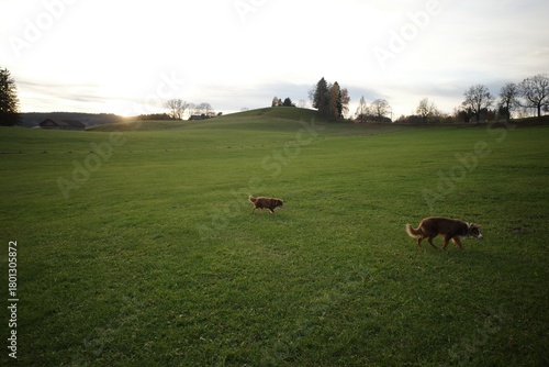 Two Dogs Running in a Green Field at Sunset