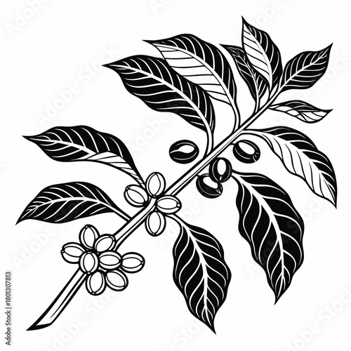 Black outline shows an arabica coffee branch with leaves and fresh coffee cherries