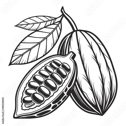 Cocoa pod in monochrome shows beans and leaf creating a beautiful image