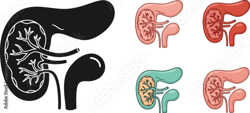 Anatomical illustration of the human liver kidneys and internal structures