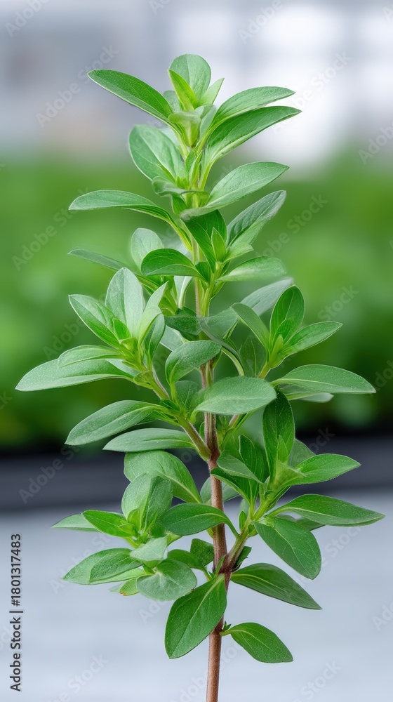 Fototapeta premium Greenhouse plants, flowering, in a greenhouse interior, overcast soft light, realistic style, productive mood, vibrant greens, centered composition, 85mm lens, detailed plants, high detail,