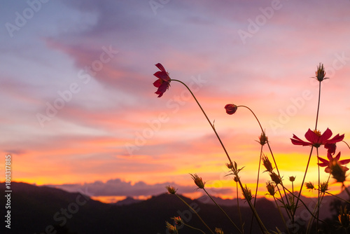 Cosmos flower and sunset sky at Doi Inthanon National Park, Chiang Mai, Thailand