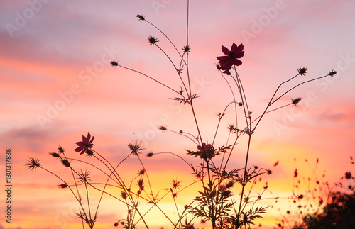 Cosmos flower and sunset sky at Doi Inthanon National Park, Chiang Mai, Thailand