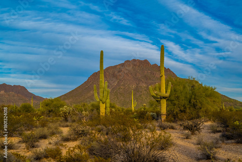 A long slender Saguaro Cactus in Tucson, Arizona